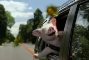 geico_piggy.webp