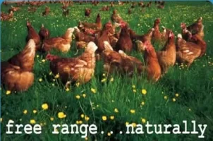 logo_free_range_eggs04cake_dublin.webp