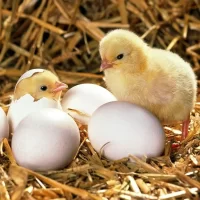 INCUBATOR_EGGSHELLCHICK.webp