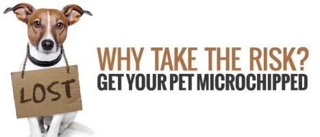 microchipGet-your-pet-microchipped.webp