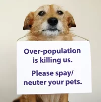 spay-neuter.webp