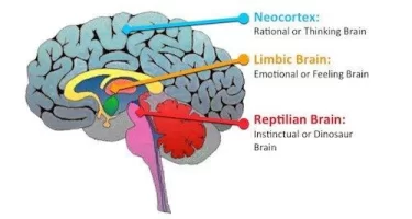 brain-regions.webp