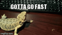 funny-gif-lizard-running.gif