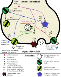 TAAR1_Dopamine.svg.webp