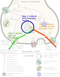 TAAR1_Dopamine.webp