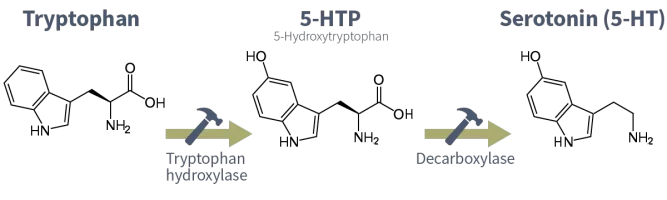 serotonin-tryptophan-5-ht-synthesis@2x.webp