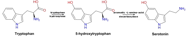 600px-Trp-5ht-pathway.svg-2.webp