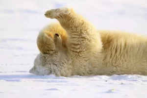 PolarBearFacepalm-86079.webp