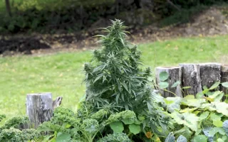 PgBgR78RTC6FbMzfboCy_cannabis-plant-in-garden.webp