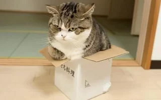 cats-in-boxes-08.webp