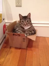 cats-in-boxes7-470x627.webp