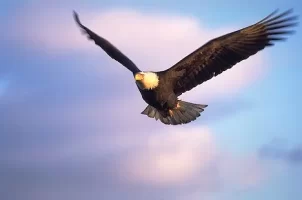 bald-eagle-flying_858.webp