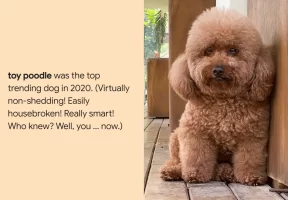 toyPoodle.webp