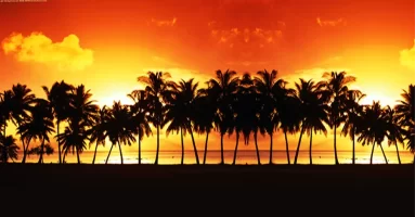 Silhouette Palms.webp