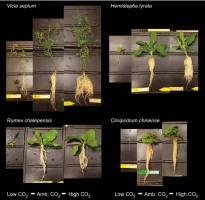 Plants-grown-at-low-ambient-and-high-CO2-Images-illustrate-the-response-of-four-plant.webp