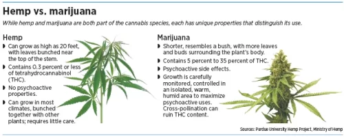 hemp-vs-marijuana.webp