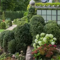 buxus hedge.webp