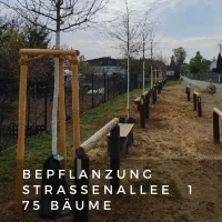 Baumpflanzungen Suedring.webp