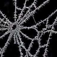 winterweb