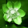 greenlotus